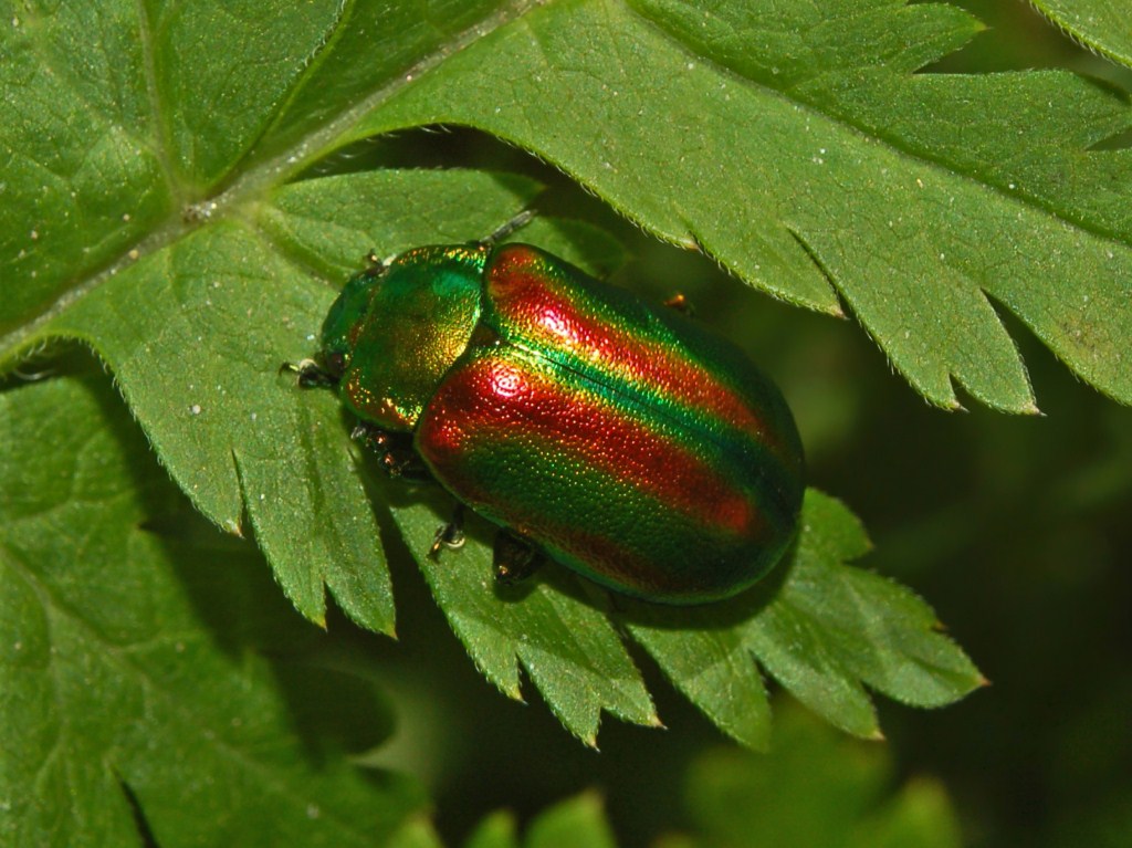 Un Crisomelide rosso e verde: Oreina speciosa